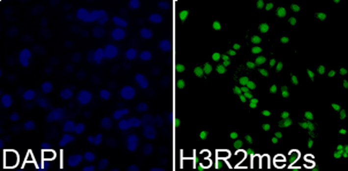 Histone H3 Antibody - Immunofluorescence analysis of 293T cells.