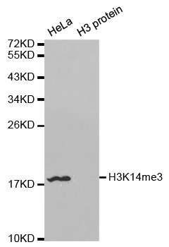 Histone H3 Antibody - Western blot analysis of extracts of HeLa and H3 protein.