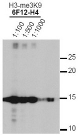 Histone H3 Antibody - Western Blot: Histone H3 [Trimethyl Lys9] Antibody (6F12-H4) - Analysis of Histone H3 K9-me3 in HeLa histone lysates.  This image was taken for the unconjugated form of this product. Other forms have not been tested.
