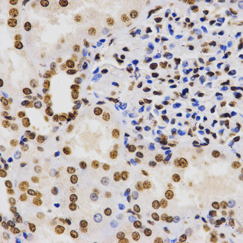 Histone H3 Antibody - Immunohistochemistry of paraffin-embedded human kidney tissue.