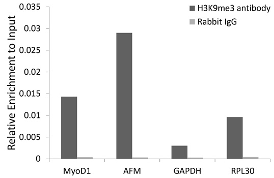 Histone H3 Antibody - Chromatin immunoprecipitation analysis extracts of 293 cells.