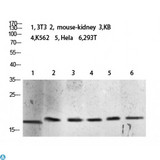 Histone H3.1 Antibody - Western blot analysis of 3T3, mouse kidney, KB, K562, HeLa and 293T lysate, antibody was diluted at 2000. Secondary antibody was diluted at 1:20000.