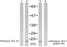 Histone H3.1 Antibody - Western blot analysis of extracts from COLO205 cells using Histone H3.1 (Ab-10) antibody (Line 1 and 2) and Histone H3.1 (phospho-Ser10) antibody (Line 3 and 4).