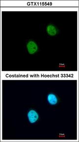 Histone H3.3 Antibody - Immunofluorescence of paraformaldehyde-fixed HeLa using Histone H3.3B antibody at 1:200 dilution.