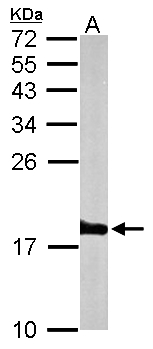 Histone H3.3 Antibody - Sample (50 ug of whole cell lysate). A: mouse brain. 15% SDS PAGE. H3F3B antibody diluted at 1:1000.
