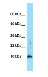 Histone H3.3 Antibody - H3F3A antibody Western Blot of Mouse Spleen.  This image was taken for the unconjugated form of this product. Other forms have not been tested.