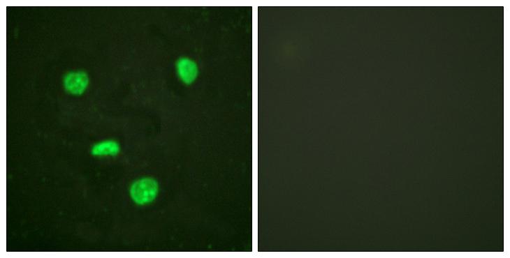 Histone H3.3 Antibody - Peptide - + Immunofluorescence analysis of HeLa cells, using Histone H3.3 antibody.