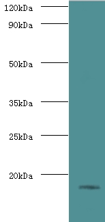 Histone H3.3 Antibody - Western blot of Histone H3.3 antibody at 2 ug/ml with HeLa whole cell lysate secondary Goat polyclonal to rabbit at 1:10000 dilution predicted band size: 15 KDa observed band size: 15 KDa.  This image was taken for the unconjugated form of this product. Other forms have not been tested.