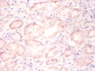 Histone H3.3 Antibody - Immunohistochemistry of paraffin-embedded human kidney tissue using H3F3A Antibody at dilution of 1:100