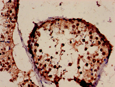 Histone H3.3 Antibody - Immunohistochemistry of paraffin-embedded human testis tissue using H3F3A Antibody at dilution of 1:100