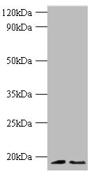 Histone H3.3 Antibody - Western blot All lanes: Histone H3.3 antibody at 2µg/ml Lane 1: 293T whole cell lysate Lane 2: EC109 whlole cell lysate Secondary Goat polyclonal to rabbit IgG at 1/1000 dilution Predicted band size: 15 kDa Observed band size: 15 kDa