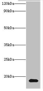 Histone H3.3 Antibody - Western blot All lanes: Histone H3.3 antibody at 2µg/ml + Hela whole cell lysate Secondary Goat polyclonal to rabbit IgG at 1/10000 dilution Predicted band size: 15 kDa Observed band size: 15 kDa
