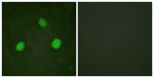 Histone H3.3 Antibody - Immunofluorescence analysis of HeLa cells, using Histone H3.3 (Phospho-Ser31) Antibody. The picture on the right is blocked with the phospho peptide.