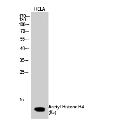Histone H4 Antibody - Western blot of Acetyl-Histone H4 (K5) antibody