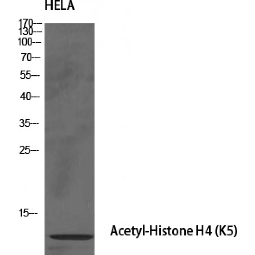 Histone H4 Antibody - Western blot of Acetyl-Histone H4 (K5) antibody