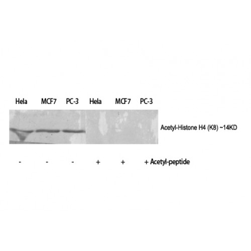 Histone H4 Antibody - Western blot of Acetyl-Histone H4 (K8) antibody