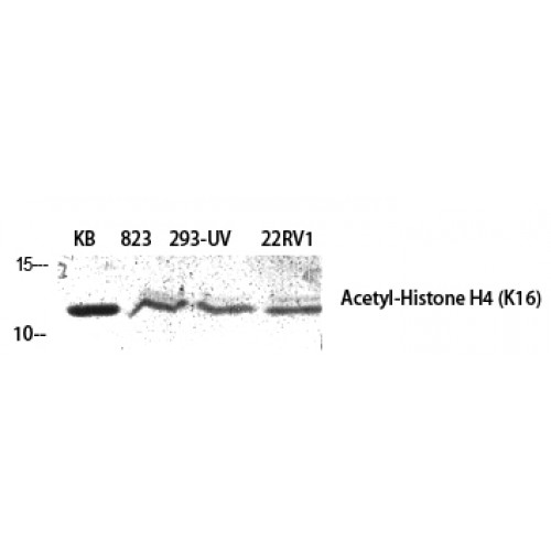 Histone H4 Antibody - Western blot of Acetyl-Histone H4 (K16) antibody