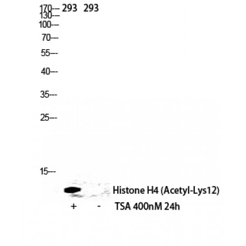 Histone H4 Antibody - Western blot of Acetyl-Histone H4 (K12) antibody