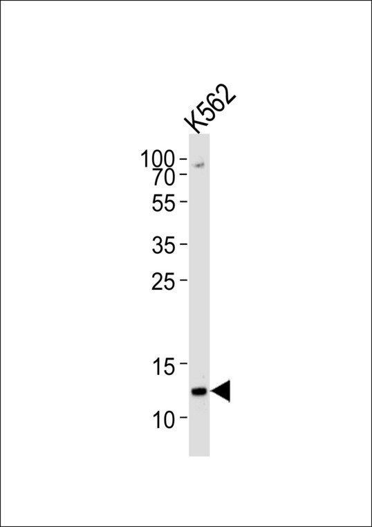 Histone H4 Antibody - Western blot of lysate from K562 cell line, using H4 Antibody (K20). Antibody was diluted at 1:1000 at each lane. A goat anti-rabbit IgG H&L (HRP) at 1:5000 dilution was used as the secondary antibody. Lysate at 35ug per lane.