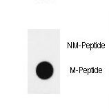 Histone H4 Antibody - Dot blot of anti-hH4-K20(Methyl 2) methylation-specific antibody on nitrocellulose membrane. 50ng of methylation-peptide or Non methylation-peptide per dot were adsorbed. Antibody working concentrations are 0.5ug per ml.