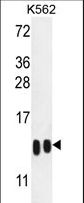 Histone H4 Antibody - H4-K20 Antibody western blot of K562 cell line lysates (35 ug/lane). The H4 antibody detected the H4-K20(arrow). From left to right ,the Sample Lot# is SA090513AM?SA090513AN.