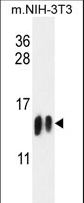 Histone H4 Antibody - H4-K20 Antibody western blot of mouse NIH-3T3 cell line lysates (35 ug/lane). The H4 antibody detected the H4-K20 (arrow). From left to right ,the Sample Lot# is SA090513AM?SA090513AN.