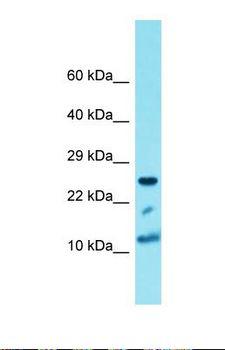 Histone H4 Antibody - Western blot of Human 293T. HIST1H4A antibody dilution 1.0 ug/ml.  This image was taken for the unconjugated form of this product. Other forms have not been tested.