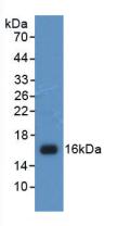 Histone H4 Antibody - Western Blot; Sample: Recombinant H4, Human.