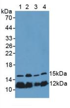 Histone H4 Antibody - Western Blot; Sample: Lane1: Porcine Spleen Tissue; Lane2: Mouse Thymus Tissue; Lane3: Mouse Placenta Tissue; Lane4: Human Hela Cells.