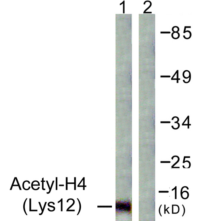 Histone H4 Antibody - Western blot analysis of lysates from COS7 cells, treated with TSA 400nM 24h, using Histone H4 (Acetyl-Lys12) Antibody. The lane on the right is blocked with the synthesized peptide.