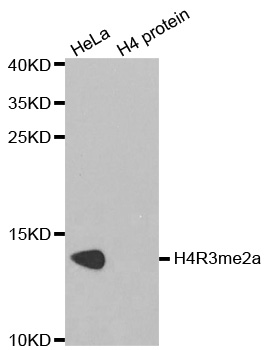 Histone H4 Antibody - Western blot analysis of extracts of HeLa cells and H4 protein expressed in E.coli.