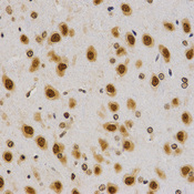 Histone H4 Antibody - Immunohistochemistry of paraffin-embedded rat brain tissue.