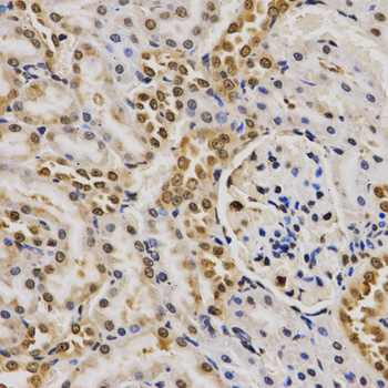 Histone H4 Antibody - Immunohistochemistry of paraffin-embedded rat kidney tissue.