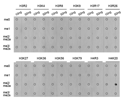 Histone H4 Antibody - Dot-blot analysis of all sorts of methylation peptides.