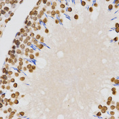 Histone H4 Antibody - Immunohistochemistry of paraffin-embedded rat testis tissue.