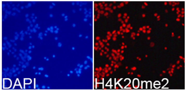 Histone H4 Antibody - Immunofluorescence analysis of 293T cells.