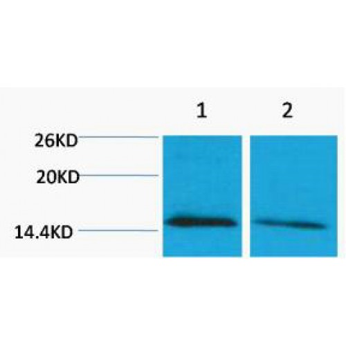 Histone H4 Antibody - Western blot of Histone H4 (Mono Methyl Lys79) antibody