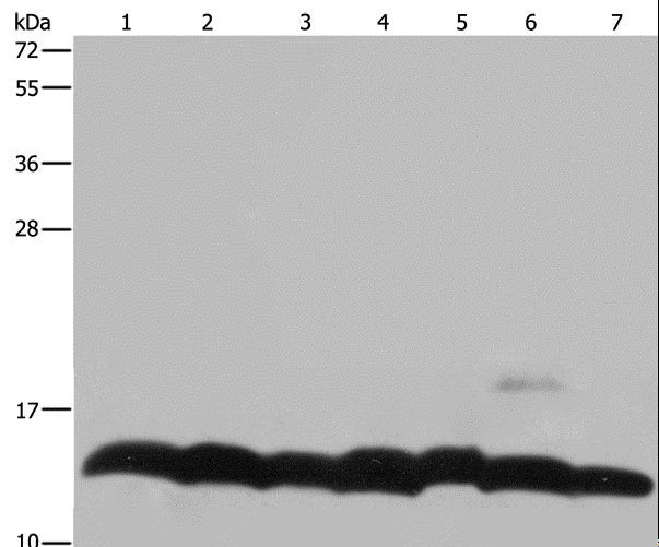 Histone H4 Antibody - Western blot analysis of K562 cell, mouse pancreas tissue and HeLa cell, mouse thymus tissue and 293T cell, NIH/3T3 and LoVo cell, using HIST4H4 Polyclonal Antibody at dilution of 1:300.