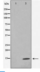 Histone H4 Antibody - Western blot of Histone H4 expression in TSA treated COS7 whole cell lysates,The lane on the left is treated with the antigen-specific peptide.