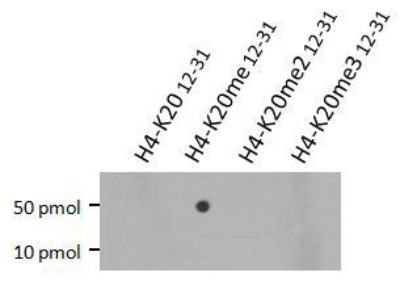 Histone H4 Antibody - Dot Blot: Histone H4 [Monomethyl Lys20] Antibody (5E10-D8) - Dot blot analysis of Histone H4 me1K20 with 50 pmol or 10 pmol of peptides corresponding to amino acids 12-31 of Histone H4 bearing unmodified, monomethylated, dimethylated or trimethylated K20.  This image was taken for the unconjugated form of this product. Other forms have not been tested.