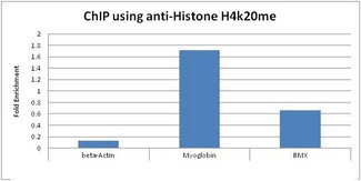 Histone H4 Antibody - Chromatin Immunoprecipitation: Histone H4 [Monomethyl Lys20] Antibody (5E10-D8) - Hela extracts.  This image was taken for the unconjugated form of this product. Other forms have not been tested.