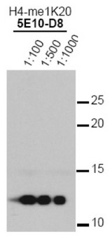 Histone H4 Antibody - Western Blot: Histone H4 [Monomethyl Lys20] Antibody (5E10-D8) - Analysis of Histone H4 meIK20 in HeLa histone lysates.  This image was taken for the unconjugated form of this product. Other forms have not been tested.
