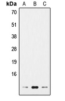 Histone H4 Antibody - Western blot analysis of Histone H4 expression in HeLa (A); NIH3T3 (B); PC12 (C) whole cell lysates.