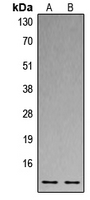 Histone H4 Antibody - Western blot analysis of Histone H4 expression in MCF7 (A); Raw264.7 (B) whole cell lysates.