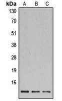Histone H4 Antibody - Western blot analysis of Histone H4 expression in HeLa (A); MCF7 (B); NIH3T3 (C) whole cell lysates.