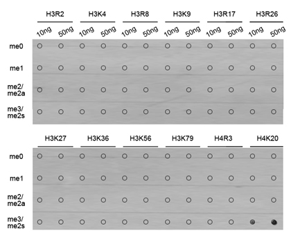 Histone H4 Antibody - Dot-blot analysis of all sorts of methylation peptides.