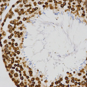 Histone H4 Antibody - Immunohistochemistry of paraffin-embedded rat testis tissue.