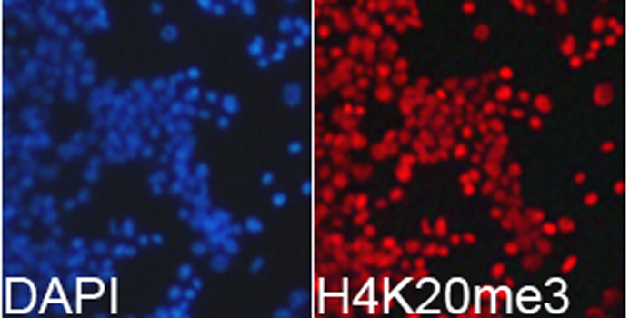 Histone H4 Antibody - Immunofluorescence analysis of 293T cells.