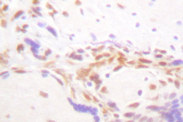 Histone H4 Antibody - IHC of Histone H4 (V43) pAb in paraffin-embedded human placenta tissue.