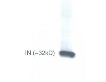 HIV-1 Integrase Antibody - Immunoblot analysis of semi-purified HIV-1 virions using clone IN-2 AT 1:2000